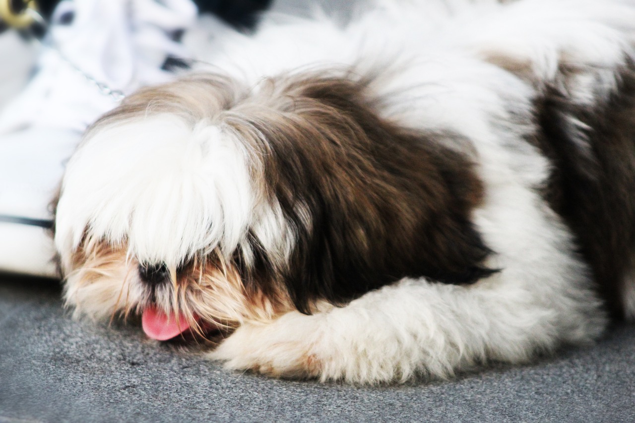 Exploring the Unique Traits of the Shih Tzu